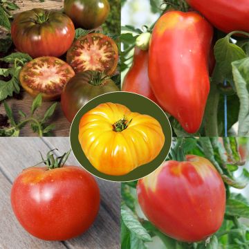 Coleção de 5 Tomates Tradicionais / Antigas Variedades Bio - Quinta de Sainte-Marthe
