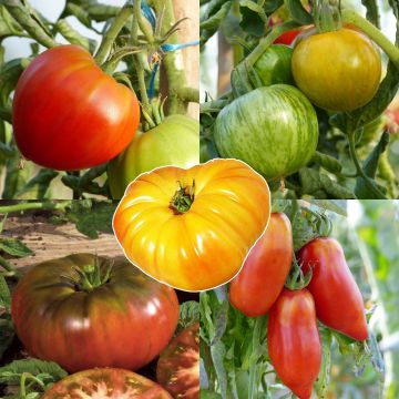 Coleção de 5 Tomates Tradicionais / Antigas Variedades em Planta