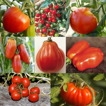 Coleção de 8 Tomates de Formas Variadas