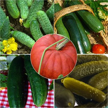 Coleção de Cucurbitáceas - Pepino, Pepino-de-conserva, Courgette, Abóbora