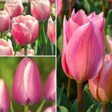 Coleção Dois Meses de Tulipas Rosas