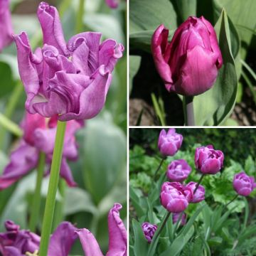 Coleção Dois meses de tulipas violetas