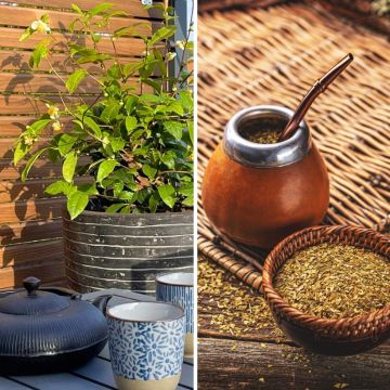 Duo de erva-mate - <i>Ilex paraguariensis</i>