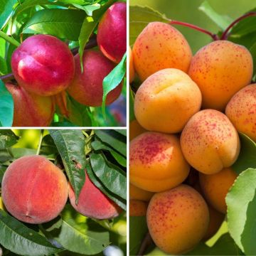 Coleção Árvores frutíferas anãs — Frutos amarelos