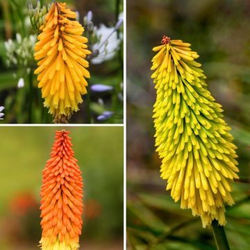 Coleção Kniphofias