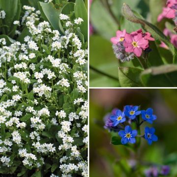 Coleção <em>Myosotis</em>