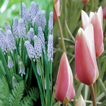 Coleção naturalista