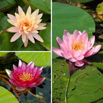 Coleção de nenúfares