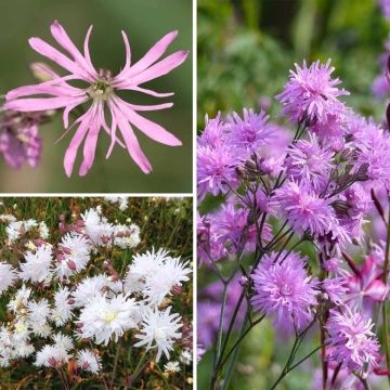 Coleção de cravos-dos-prados