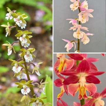 Coleção de orquídeas perenes - <em>Calanthe</em>