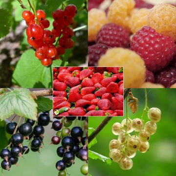 Coleção de pequenos frutos