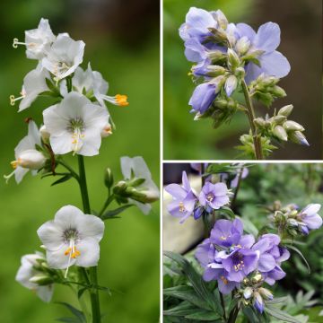Coleção <i>Polemonium</i>