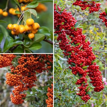 Coleção de <em>Pyracantha</em> para sebe defensiva
