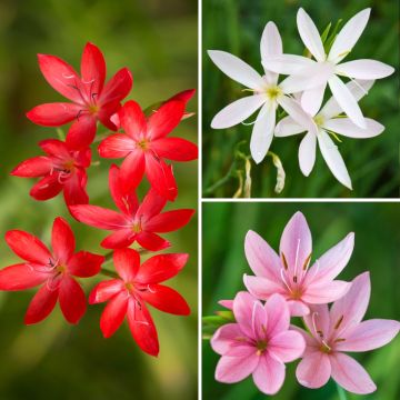 Coleção <em>Schizostylis</em>