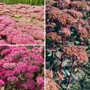 Coleção de <em>Sedum</em> — sedums de outono Coleção de <em>Sedum</em> — sedums de outono