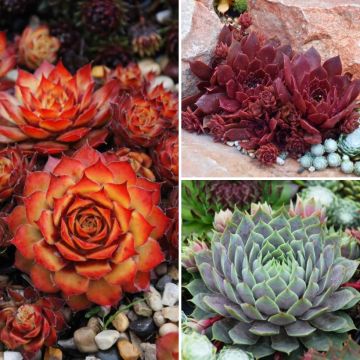 Coleção de <i>Sempervivum</i> - Sempre-vivas