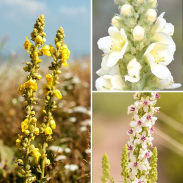 Coleção de <i>Verbascum</i> silvestres - Gordolobos
