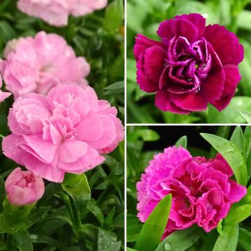 Coleção de cravos perenes, de flores duplas, e perfumados