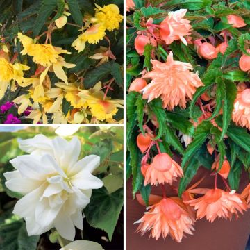 Coleção de 3 Begónias Pendentes Belleconia