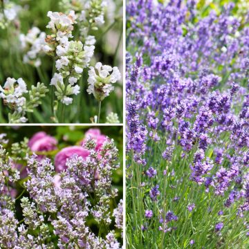 Coleção de alfazemas verdadeiras a preços reduzidos