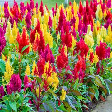 Coleções de Celósias Coleções de Celósias