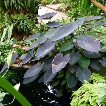 Colocasia Black Magic
