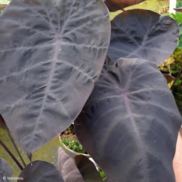Colocasia Noble Gigante