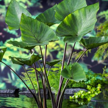 Colocasia esculenta Tea Cup