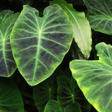 Colocasia esculenta Illustris