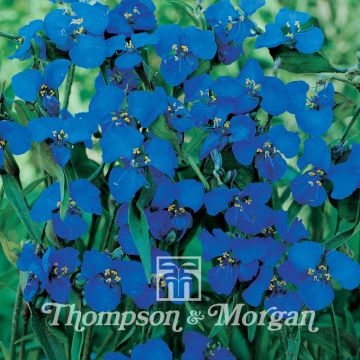 Commelina dianthifolia em sementes