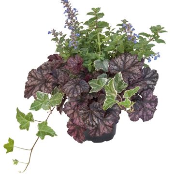 Composição Autumn Breeze - 3 plantas