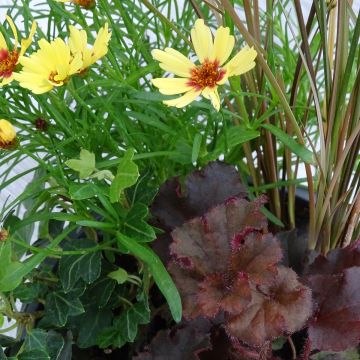 Composição Full of Joy — conjunto de 4 plantas