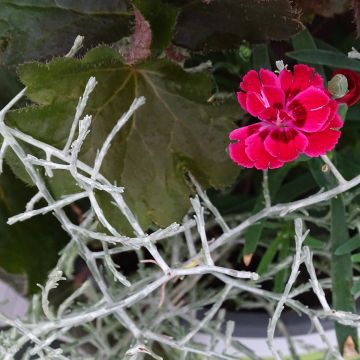 Composição Morning Walk — conjunto de 3 plantas