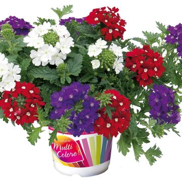 Verbena Mix Belle Epoque