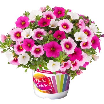 Calibrachoa Cabaret Light Pink Imp., Cabaret Rose, Cabaret White