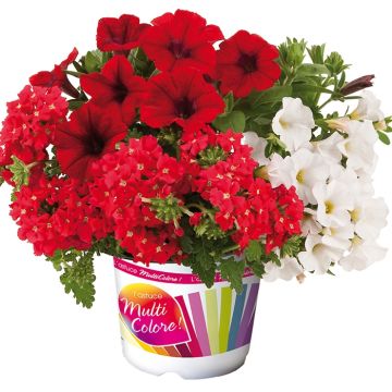 Composição Power Play - Conjunto de 3 plantas anuais