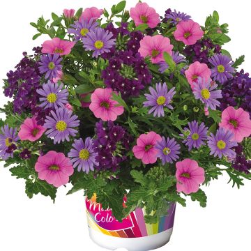 Verbena Calibrachoa Brachyscome Mix