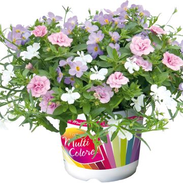 Composição Romance 20 - Composição de 3 plantas anuais