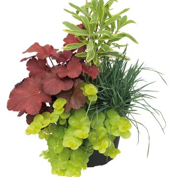 Composição Luz de Outono — 4 plantas