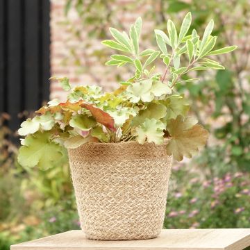 Composição Hidden Treasure - 3 plantas