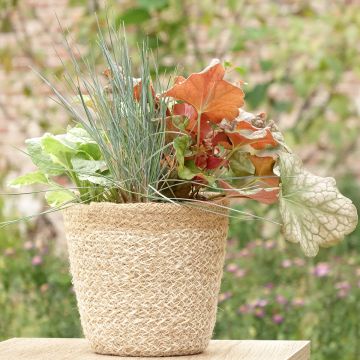 Composição Sunkissed - conjunto de 4 plantas