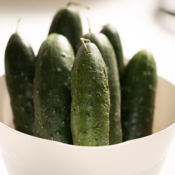 Pepino Dar - Ferme de Sainte Marthe Bio