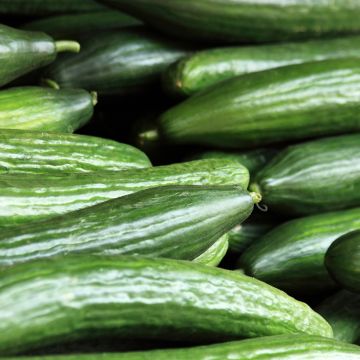 Pepino Enxertadas Gynalial F1 plantas jovens