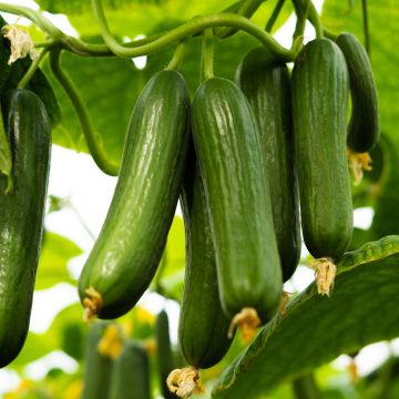 Pepino Le Généreux - O Generoso