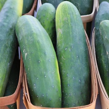 Pepino Raider F1 plantas jovens