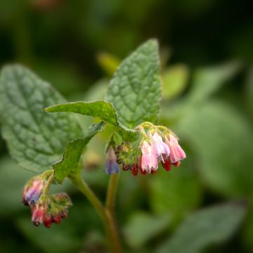 Symphytum grandiflorum Hidcote Pink