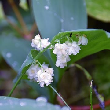 Lírio-do-vale Flore Pleno - Convallaria majalis
