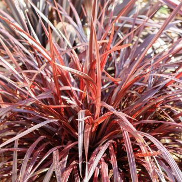 Cordyline australis Design a Line Burgundy Cordyline australis Design a Line Burgundy