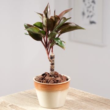 Cordyline fruticosa Purple Compacta Cordyline fruticosa Purple Compacta