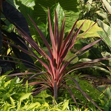 Cordyline Paso Doble em vaso Cordyline Paso Doble em vaso